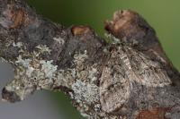 Tephronia lhommaria lhommaria