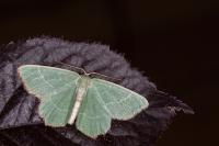 Thalera fimbrialis
