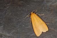 Wittia sororcula