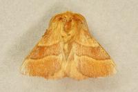 Malacosoma neustria