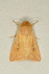 Mythimna ferrago