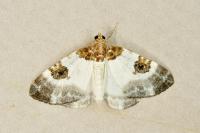 Plemyria rubiginata