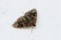 Eulithis prunata
