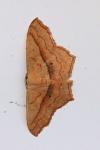 Scopula imitaria