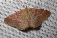 Scopula rubiginata