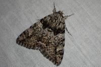 Catocala promissa