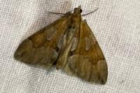 Thera obeliscata