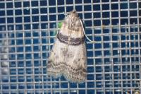 Sciota rhenella