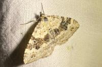 Xanthorhoe montanata