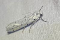 Myelois circumvoluta