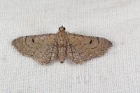 Eupithecia alliaria