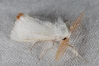Sphrageidus similis