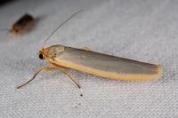 Manulea complana
