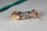 Phalera bucephaloides
