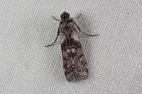 Phycita