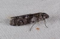 Phycita