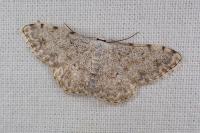 Scopula submutata roseonitens