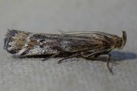 Pempeliella ornatella