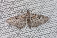 Eupithecia laquaearia