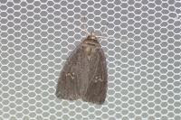 Archanara dissoluta