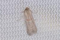 Gymnancyla canella