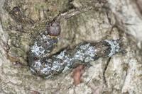Catephia alchymista
