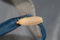 Wittia sororcula
