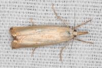 Xanthocrambus caducellus