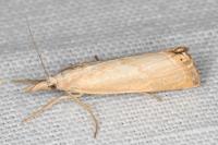 Xanthocrambus caducellus