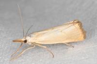 Xanthocrambus caducellus
