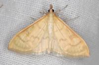 Paratalanta hyalinalis
