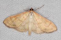 Paratalanta hyalinalis