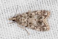 Eudonia lacustrata
