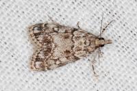 Eudonia lacustrata