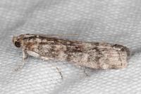 Dioryctria simplicella