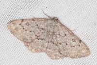 Charissa ambiguata ambiguata