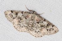 Cleorodes lichenaria