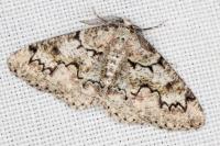 Cleorodes lichenaria