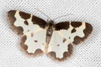 Lomaspilis marginata