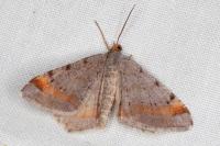 Macaria liturata