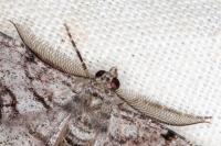 Peribatodes secundaria secundaria