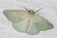 Pseudoterpna pruinata