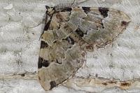 Colostygia pectinataria