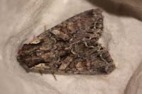 Lacanobia thalassina