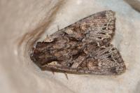 Lacanobia thalassina