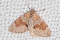Thera obeliscata