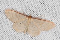 Idaea humiliata