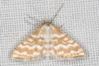 Idaea sericeata