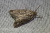Pachycnemia hippocastanaria hippocastanaria
