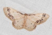 Idaea trigeminata